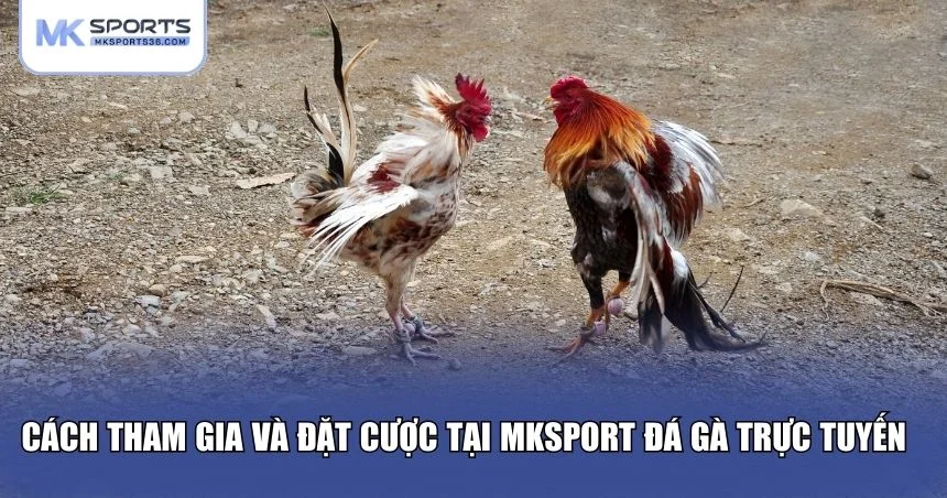Cách tham gia và đặt cược tại MKSPORT đá gà trực tuyến